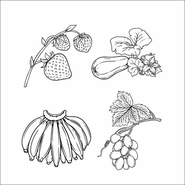 Fruit drawing 1712