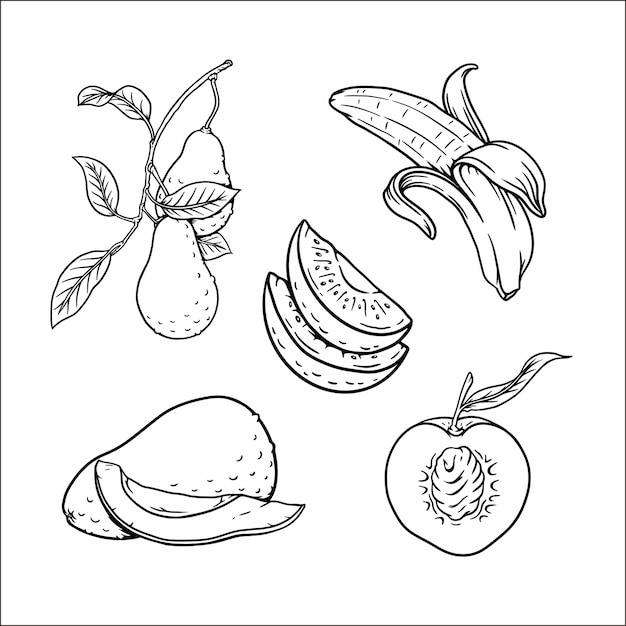 Vector fruit drawing 171