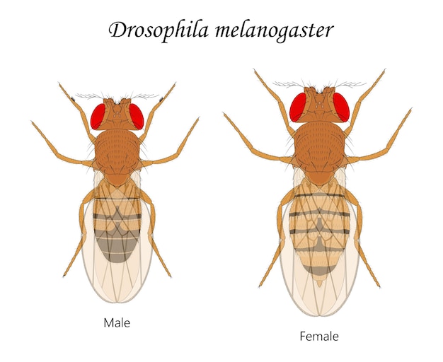 초파리 Drosophila Melanogaster 남성과 여성