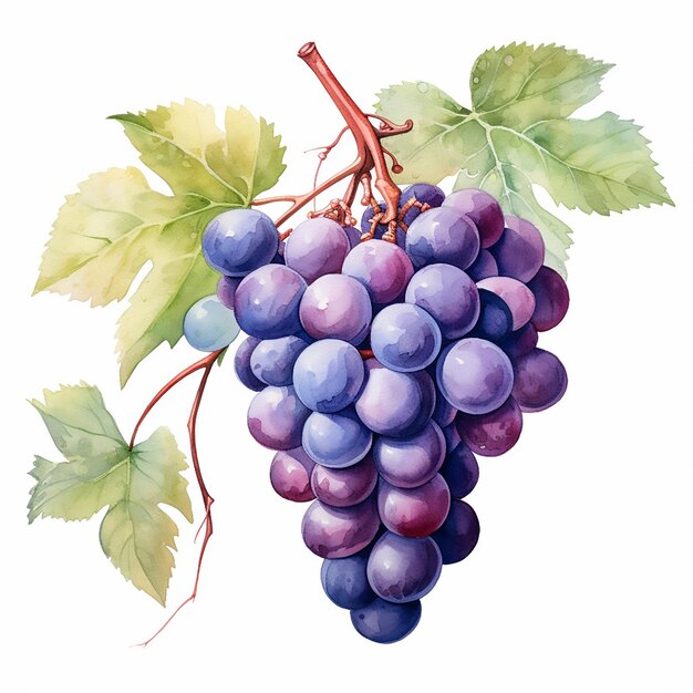 Vettore frutta uva vino foglie cibo vettore pianta bacche natura grappolo viola verde illustrazione s