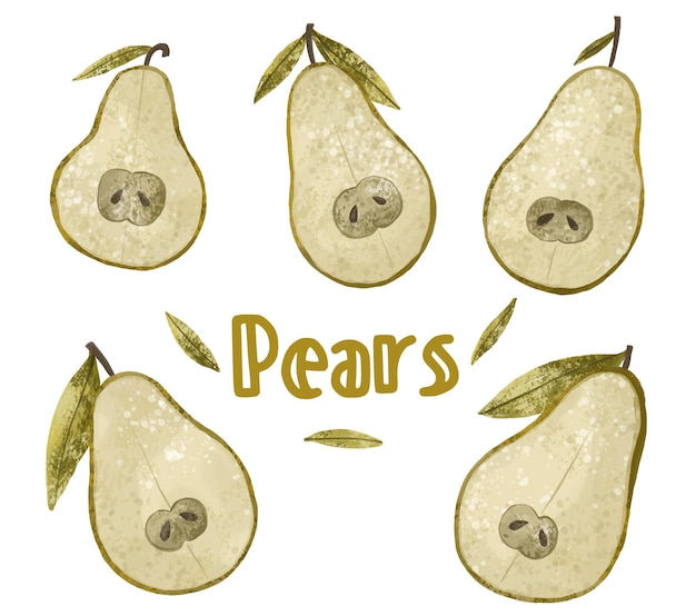 Fruit illustration of pear on white background Juicy pears Green pear and half of pear illustration