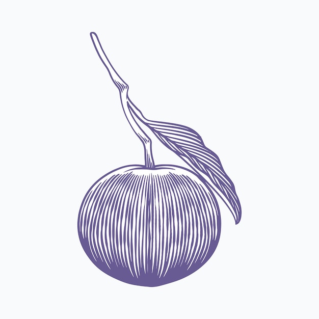 fruit illustration vector