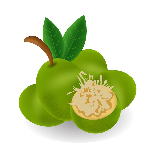 Fruit Kedondong Vector Illustratie Mobiel