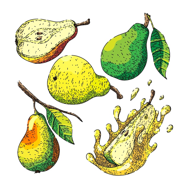 Fruit pear set sketch hand drawn vector