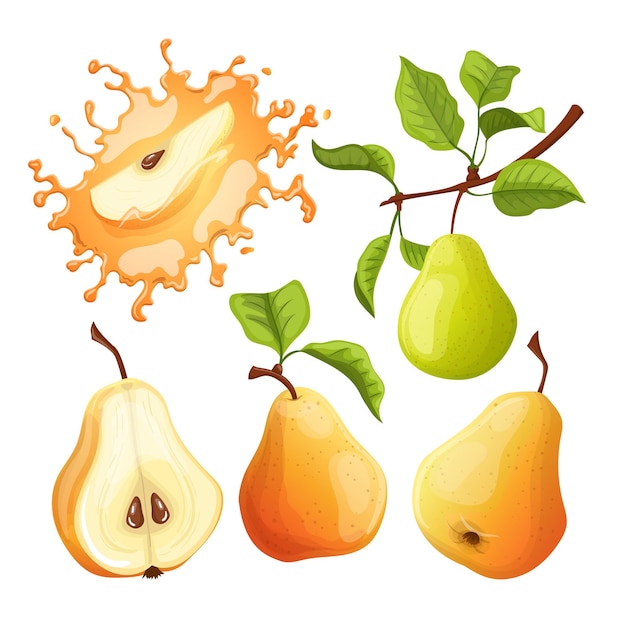 Fruit peer set cartoon vectorillustratie