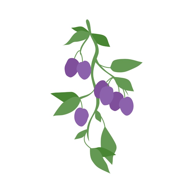 Fruit plum branch hand drawn plums hanging on branch with leaves flat food illustration fruit tree