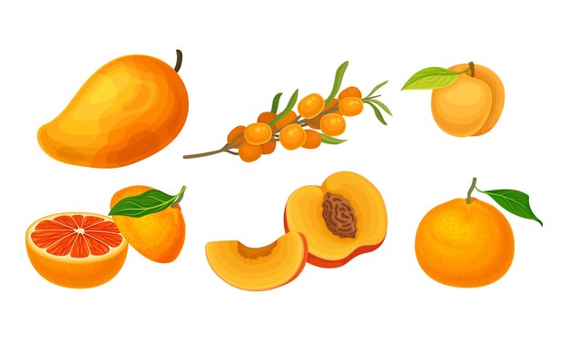 Vector fruits and berries with ripe apricot and mango vector set