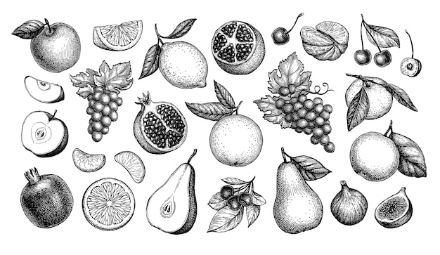 Vector fruits big collection