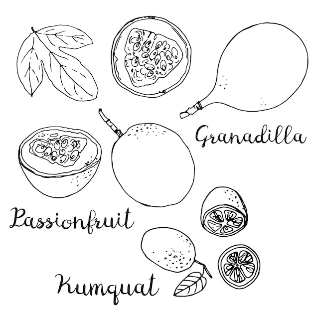 Fruits drawn by a line on a white background. fruits from thailand. food sketch lines.