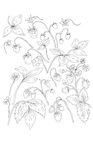 Fruits flowers spring flowering plants graphic illustration hand drawn coloring book for