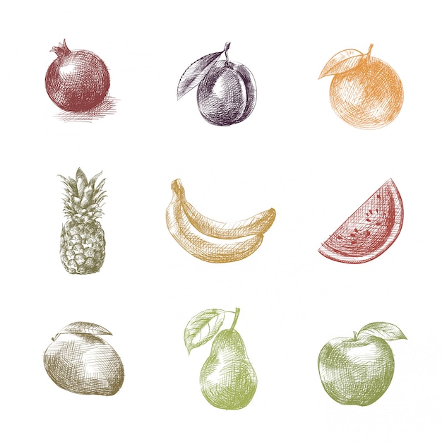 Vector fruits hand drawn sketch, illustration