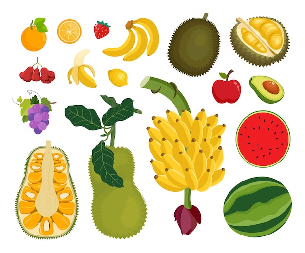 Fruits Vector Set Illustration