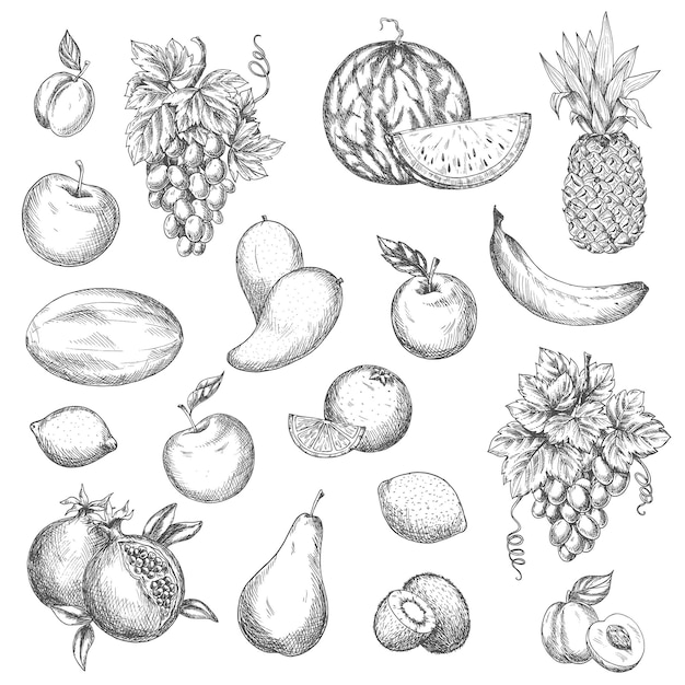 Fruits vector sketch isolated icons