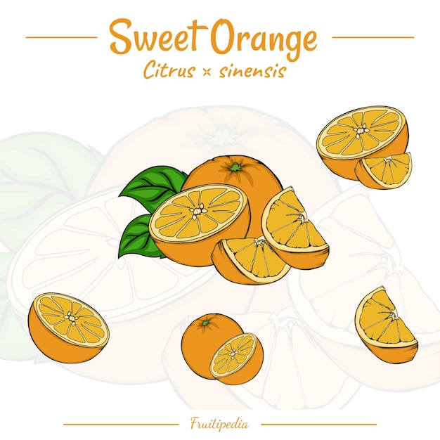 Frutipedia orange fruit