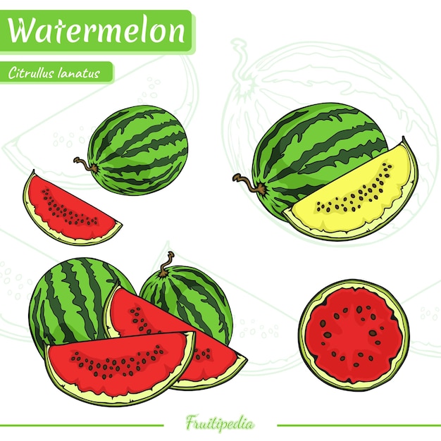 Frutipedia-watermeloen
