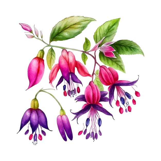 Fuchsia bloem aquarel verf