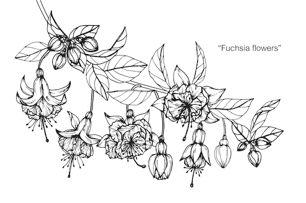 Fuchsia bloem