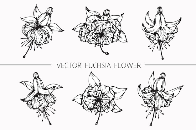 Fuchsia flower drawing illustration.