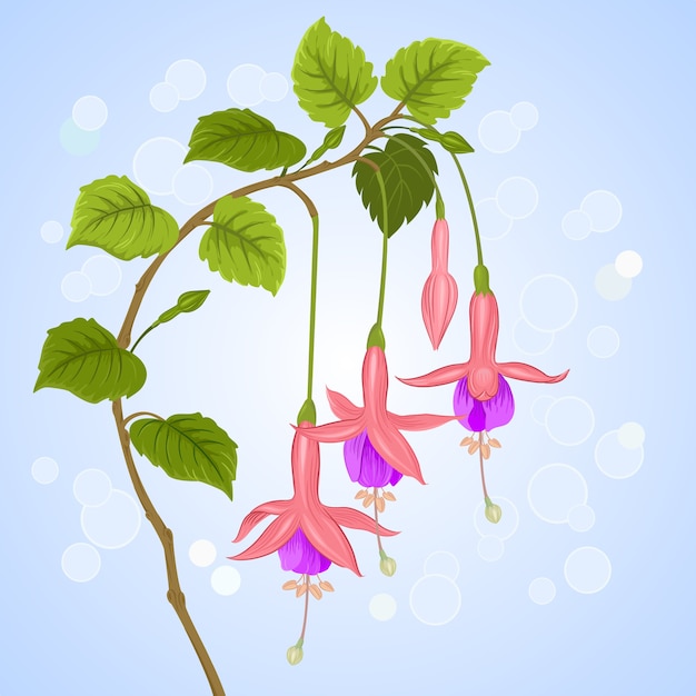 Fuchsia flowers.