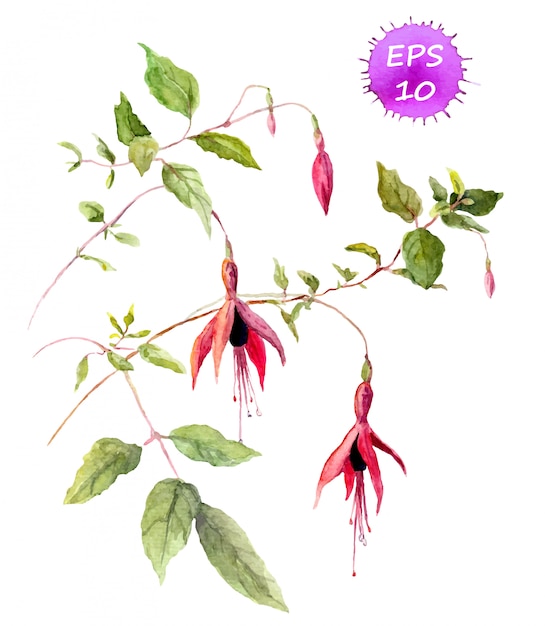 Fuchsiakleurig roze bloem - waterverf