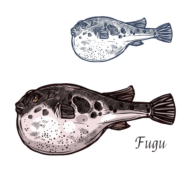 Vector fugu vis schets van japanse kogelvis