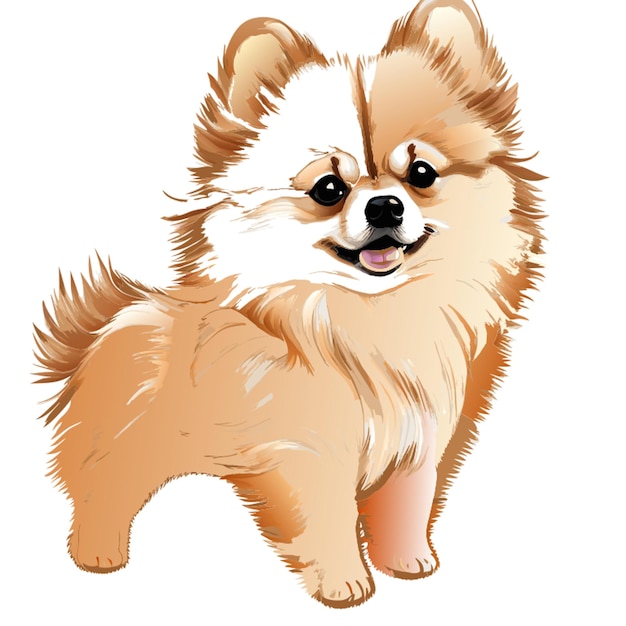 Vector full body dog pomeranian cute no background full body smoothly linefluffy vector illustration