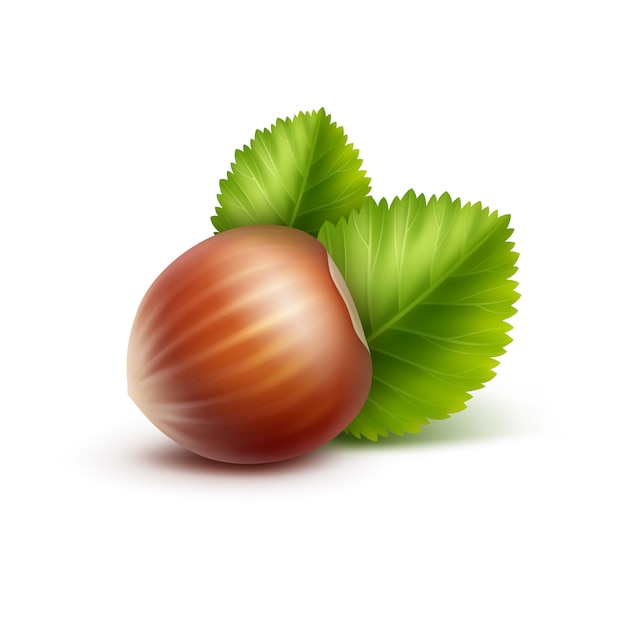 Vector full unpeeled hazelnut with leaves close up