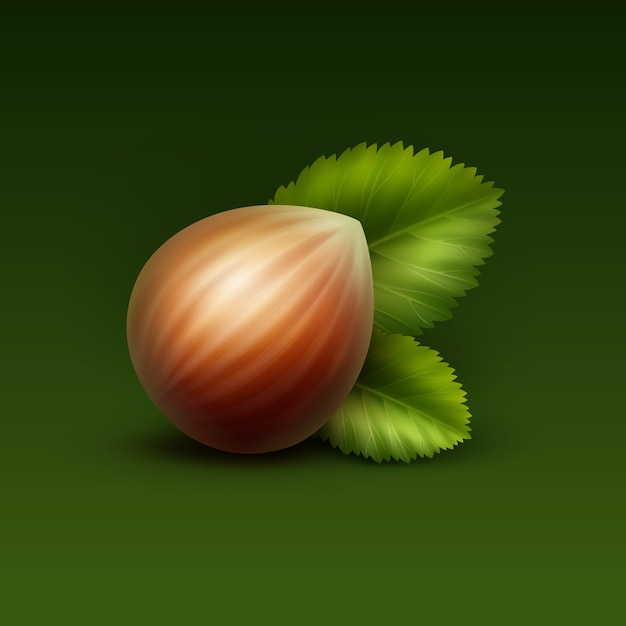 Vector full unpeeled realistic hazelnut with leaves close up isolated on green background