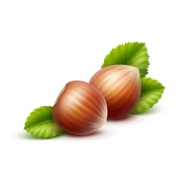 Full Unpeeled Realistic Hazelnuts with Leaves Close up Isolated on White Background