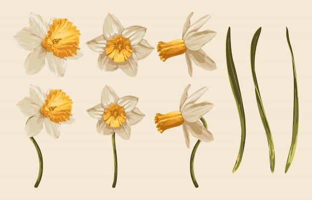 Fully editable vector illustration of floral clip art sets