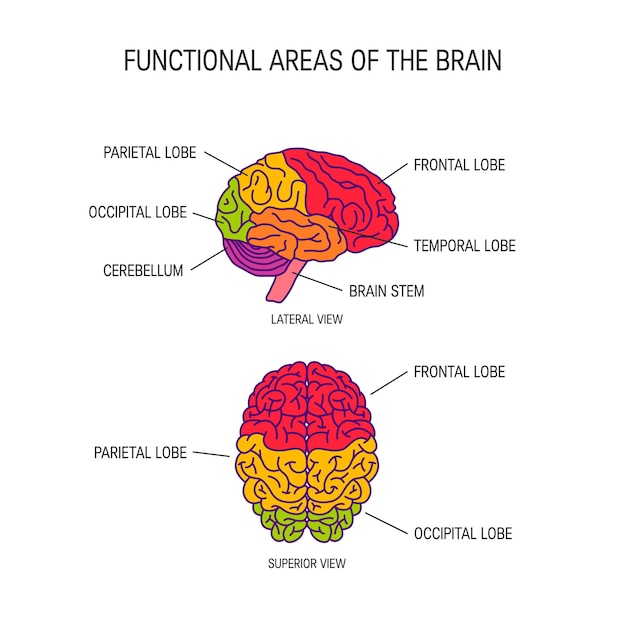 Vector functional areas of the brain