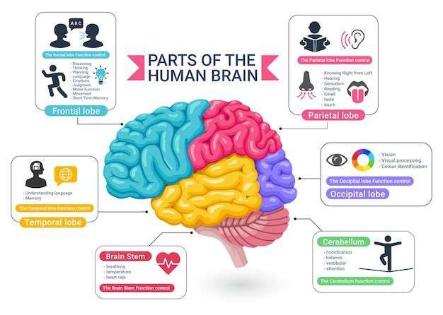 Vector functional areas of the human brain diagram illustrations