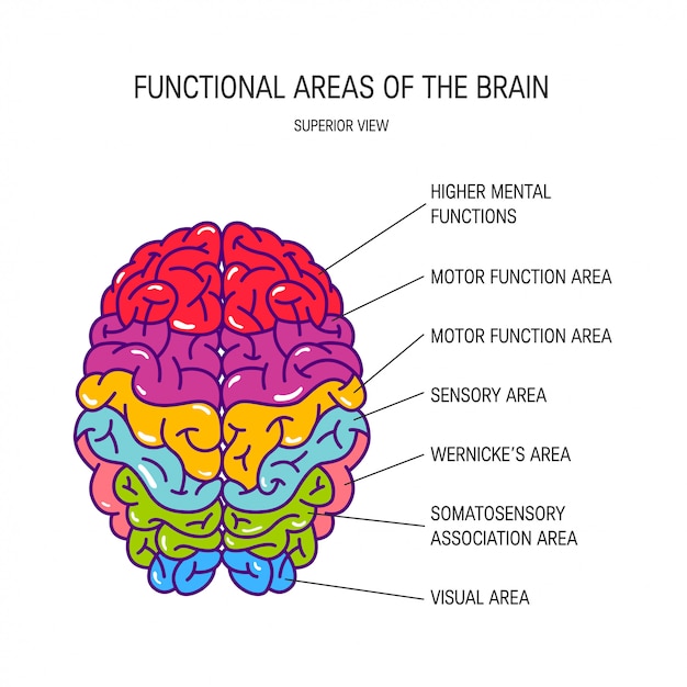 Vettore aree funzionali di un cervello umano, illustrazione.