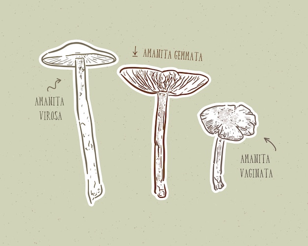 Fungus set, hand draw sketch  .