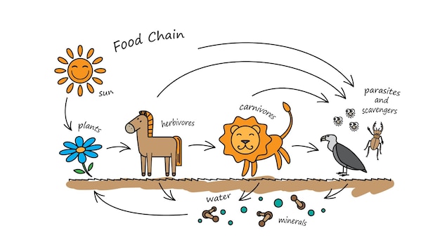 Illustrazione di animali divertenti. infografica del fumetto vettoriale per l'educazione dei bambini. schema della catena alimentare