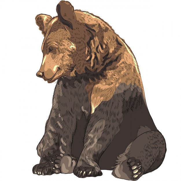 Vector funny bear sitting