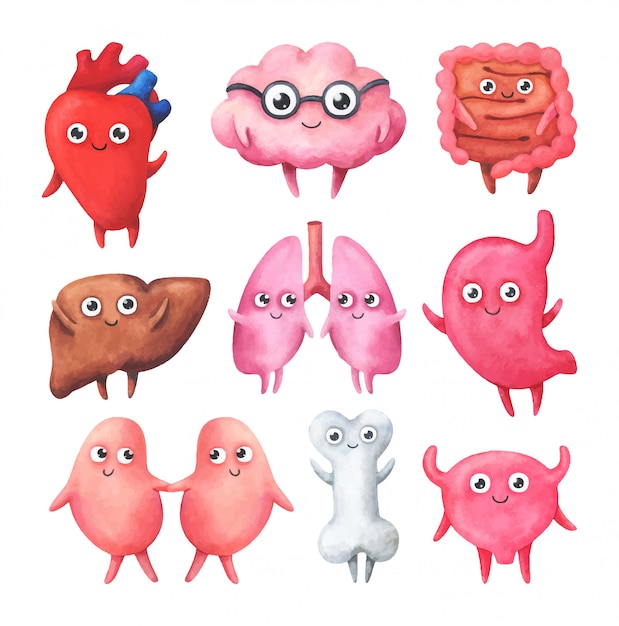 Vector funny characters in the form of healthy internal organs