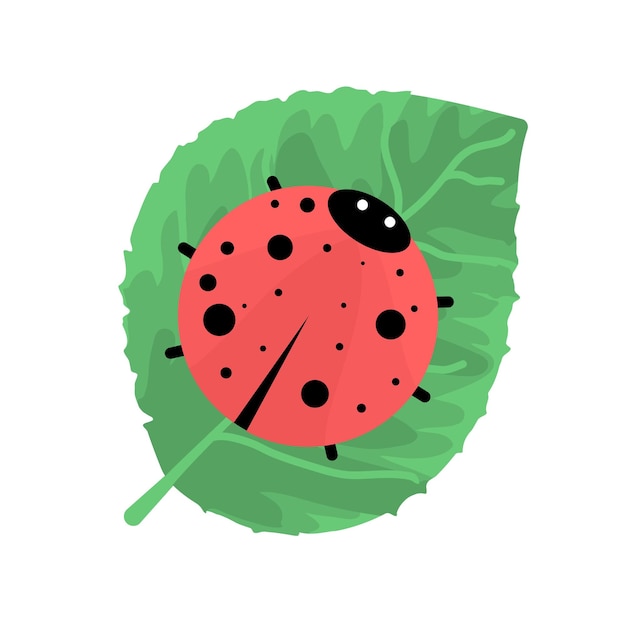 Funny ladybird on green leaf Isolated on a white background Baby illustration