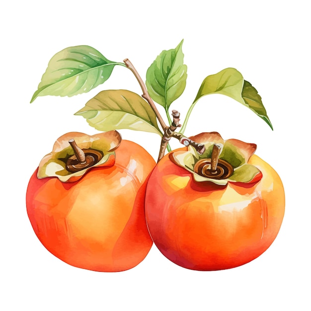 Fuyu Persimmon watercolor clipart