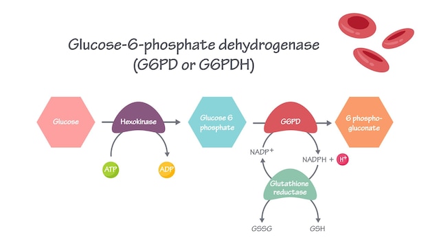 G6PD Glucose6Phosphate Dehydrogenase Pathway vector illustratie grafiek