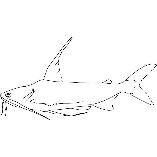 Gafftopsail Catfish Hand sketched hand drawn vector clipart