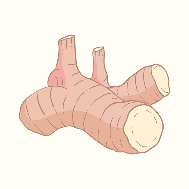ガランガル フラット デザイン カートゥーン アイコン イラスト
