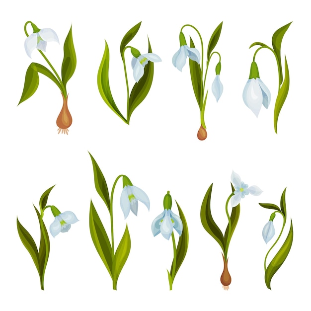 Вектор galanthus or snowdrop with linear leaves and single white drooping bell shaped flower vector set