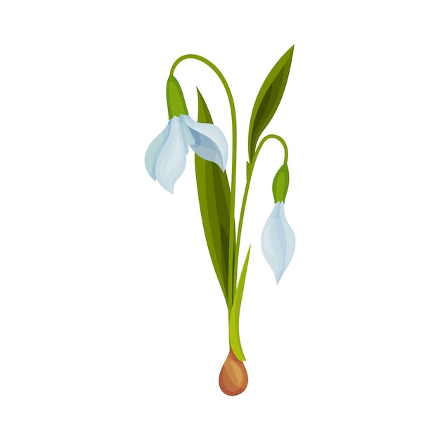 Vector galanthus or snowdrop with linear leaves and single drooping bell shaped flower vector illustration