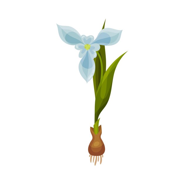 Vector galanthus or snowdrop with linear leaves and single drooping bell shaped flower vector illustration