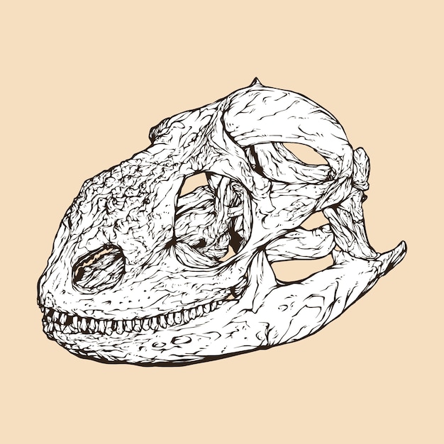 Vettore illustrazione vettoriale della testa del cranio dell'iguana terrestre delle galapagos