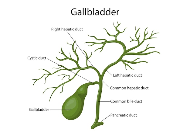 Vector galblaas menselijk spijsverteringsstelsel voor anatomie vectorillustratie