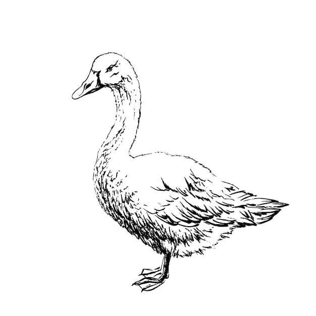 Gans getekend met zwarte inkt op een witte achtergrond Vector