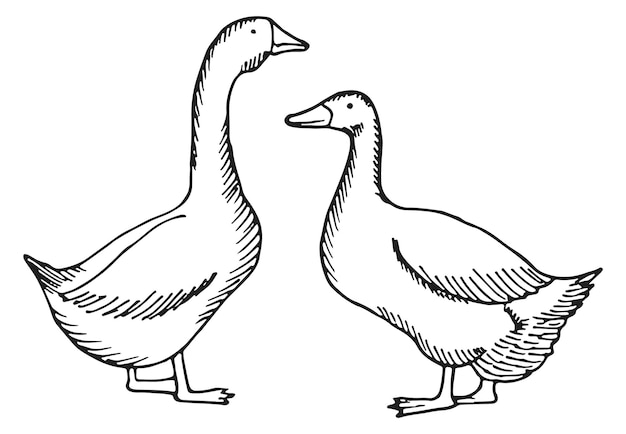 Ganzen schets Gedomesticeerde vogels Boerderij pluimvee tekening
