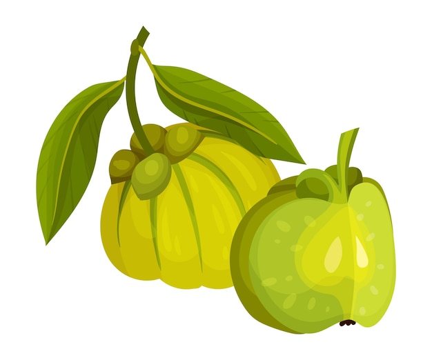 ベクトル ガルシニアカンボジアの果実は小さな緑のカボチャのベクトルイラストに似ています